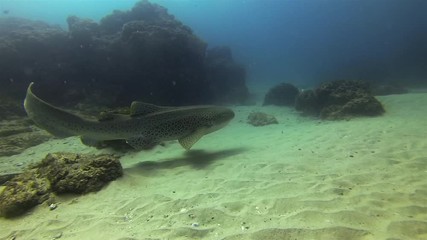 Graceful Zebra Shark Or Leopard Shark. Peaceful Carpet Shark Swimming Underwater In Calm Gentle Blue Sea Water & Beautiful Coral Reef & Sunlit Sea Surface. Pelagic Bottom Dwelling Shark Marine Life
