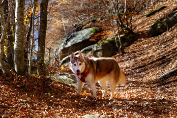 Ballade automnale de husky