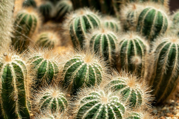 world of cacti