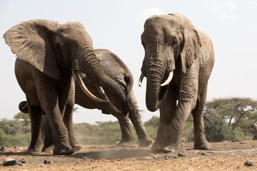 Elephants (Loxodonta africana) alongside a water hole in Kenya.