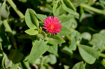 Detail of a beautiful pink flower