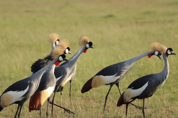 Crown cranes, Masai Mara National Park, Kenya.
