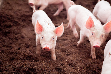 Piglets are playing in rural organic farms. Agriculture, livestock industry