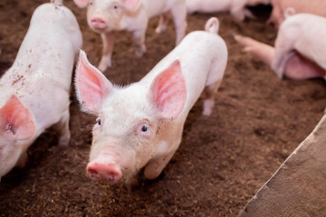 Piglets are playing in rural organic farms. Agriculture, livestock industry