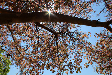 Sun among the branches