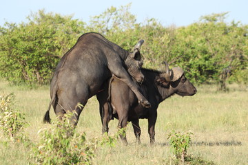 Fototapeta premium Cape buffalos mating, Masai Mara National Park, Kenya.