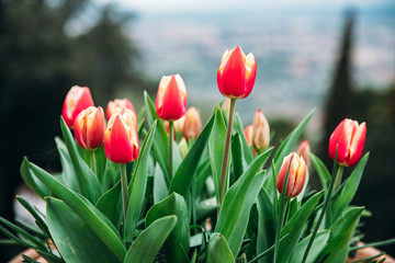 Red yellow tulips in flower market. Natural background