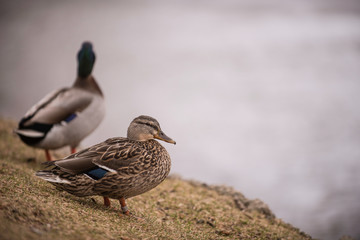 Mr and Mrs Mallard