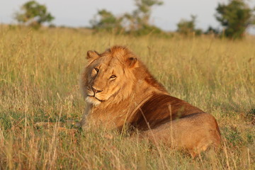 Male lion resting, Masai Mara National Park, Kenya.