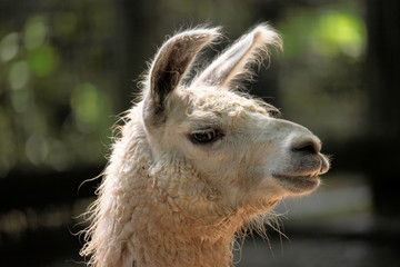 Obraz premium Portrait of Llama