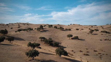 Aerial view of a cork tree in a field in Alentejo Portugal. Drone view