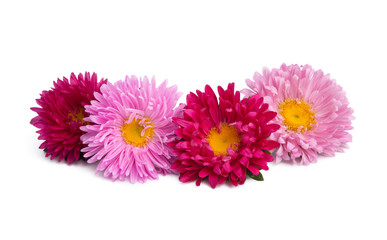 aster flowers isolated