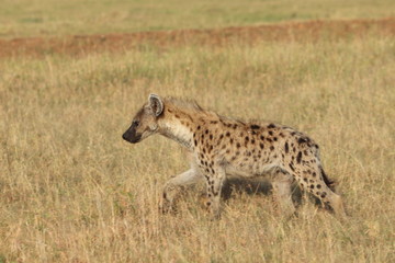 Naklejka na ściany i meble Spotted hyena walking, Masai Mara National Park, Kenya.