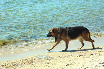Fototapeta na wymiar Germany shepherd dog running fast on the sea shore on a water background.