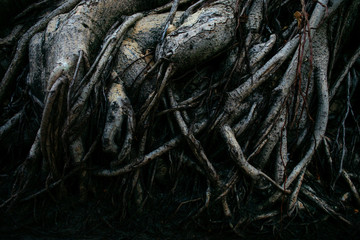 Many Dark roots and dirty