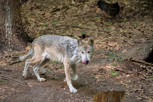 Mexican wolf licking its lips © Michael