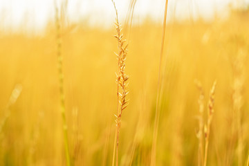 Fototapeta premium Sunrise, yellow grass in the foreground, closeup, toned