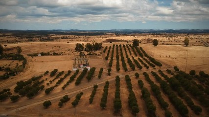 Aerial view of a agricultural field with pine trees , Alentejo Portugal. Drone view
