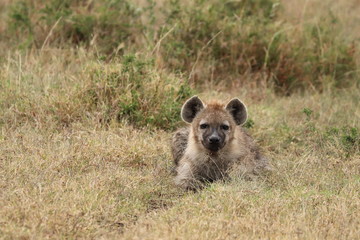Spotted hyena cub resting, Masai Mara National Park, Kenya.