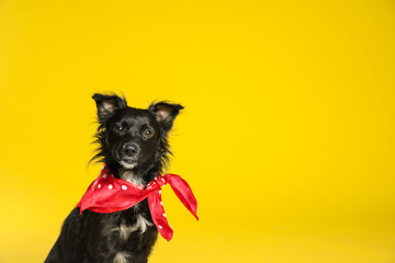 Cute black dog with neckerchief on yellow background