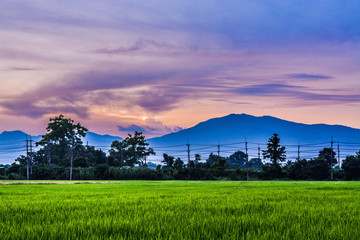 sunset over green field