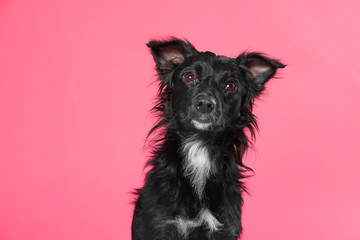 Cute long haired dog on pink background