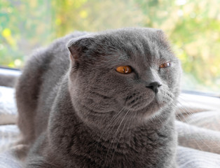 cat looks out the window