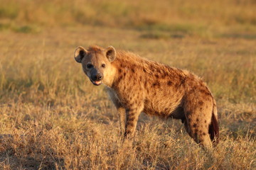 Spotted hyena standing and looking, Masai Mara National Park, Kenya.