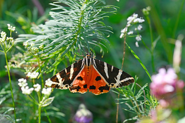 Russischer Bär / Spanische Flagge (Euplagia quadripunctaria) auf einer Wolfsmilch (Euphorbia) -...