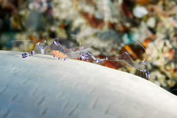 Anemones shrimp with eggs on the closed anemone