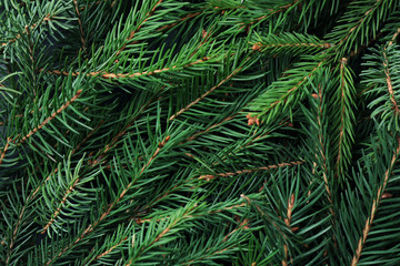 Fototapeta premium Branches of fir tree as background, closeup