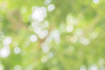 Obraz premium Blur of city park in background in, Spring and summer season, Nature concept.