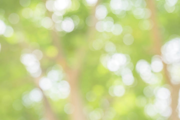 Blur of city park in background in, Spring and summer season, Nature concept.