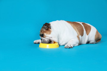 Adorable funny English bulldog with feeding bowl on light blue background