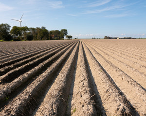 very dry potatoe field under blue sky in friesland