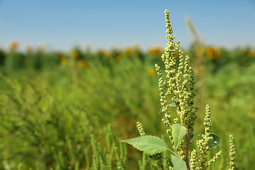 Blooming ragweed plant (Ambrosia genus) outdoors on sunny day. Seasonal allergy