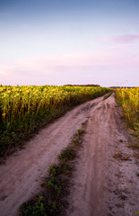 road in yellow colors