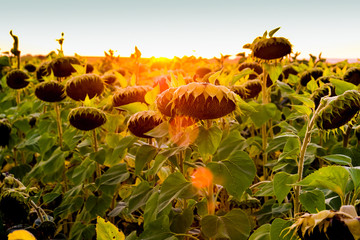 sunflowers at sunset