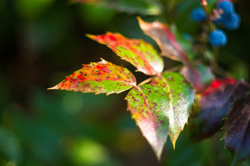 green and red leaves and blue fruits Mahonia aquifolium, Oregon grape, in autumn garden