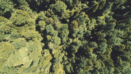 aerial forest after rain with athmosferic fog clouds and curvy country road