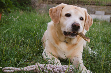 dog in grass