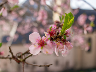 Spring Blossom