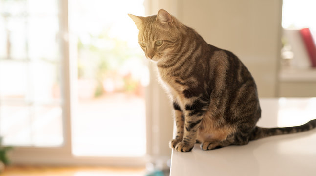 Beautiful short hair cat sitting on white table at home
