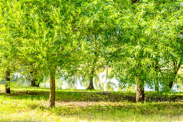 Willow trees with green fluffy foliage over garden pond in summer day