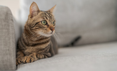 Beautiful short hair cat lying on the sofa at home