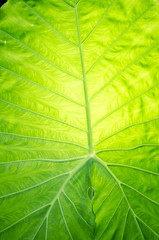 A green plant/leaves with backlight. health concept