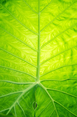 A green plant/leaves with backlight. health concept