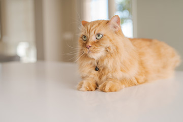 Beautiful ginger long hair cat lying on kitchen table on a sunny day at home