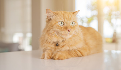 Beautiful ginger long hair cat lying on kitchen table on a sunny day at home