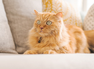 Fototapeta na wymiar Beautiful ginger long hair cat lying on the sofa on a sunny day at home